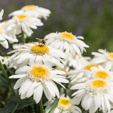 80621_Leucanthemum_Sweet_Daisy