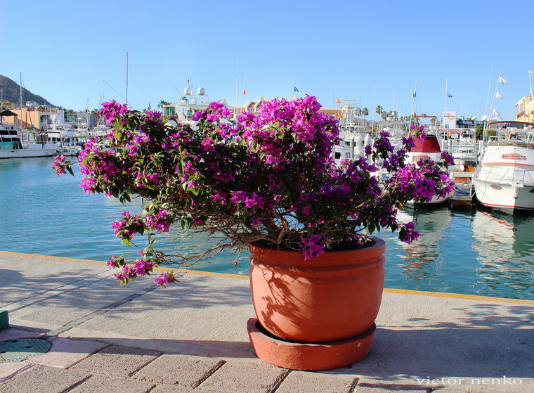Los Cabos colors
