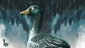 DECOY SN: The Best Enduro Bike... is E.