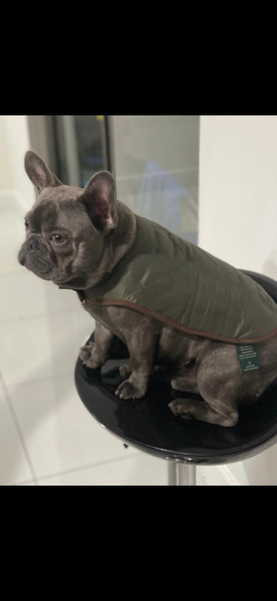 G.H. Bass & Co. Dog Coat, Olive, Small