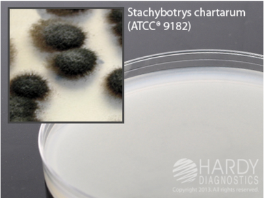 CA Agar Plate