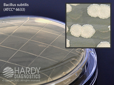 Trypica Soy Agar (TSA), Individual Plate