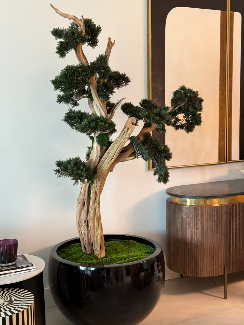 Trailing Bonsai in Glossy Black Terragona Planter - CFA Design Group