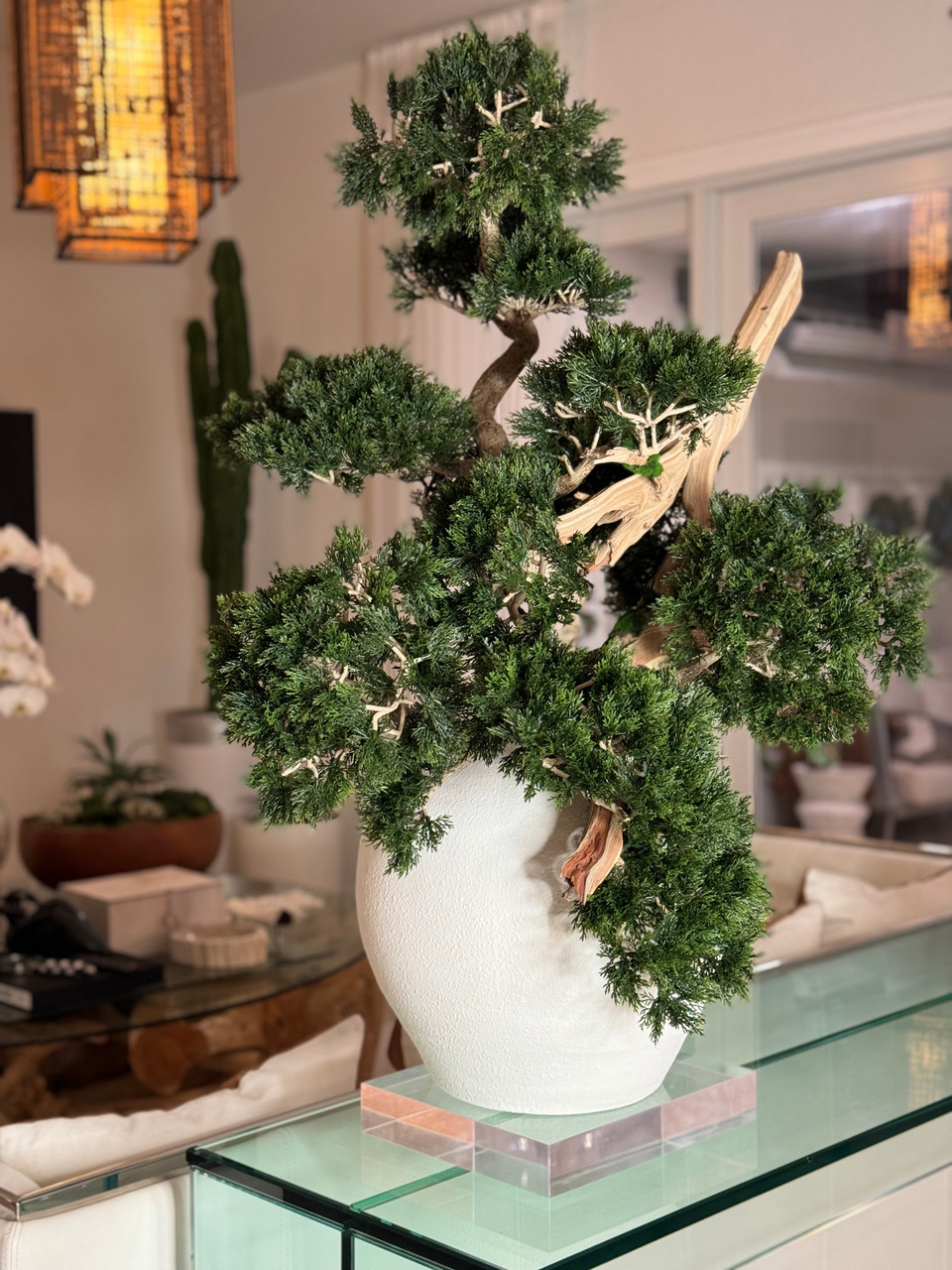 Konos Vase with Semi cascade Bonsai style (Han-kengai) - CFA Design Group