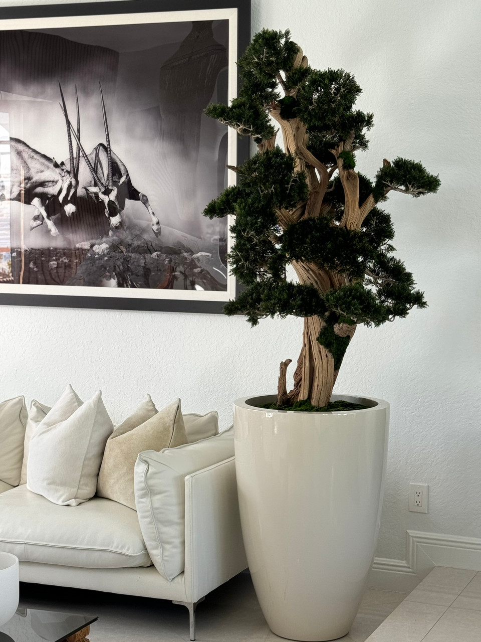 bonsai ginseng cura Bonsai Ficus Ginseng