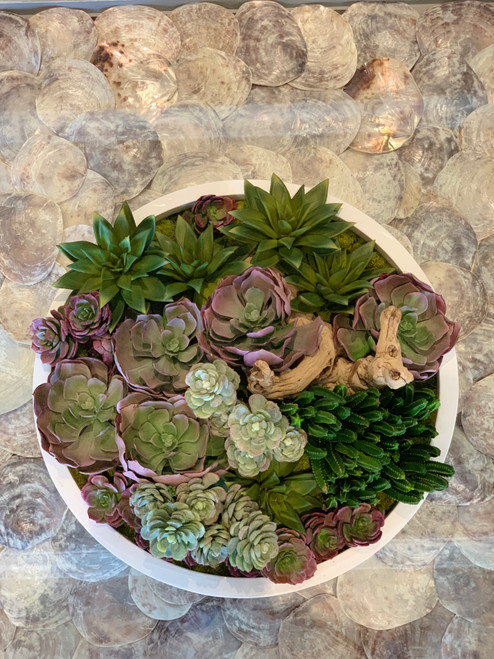 Max bowl with mixed succulents