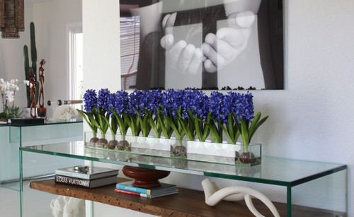 48" Casa Moderna glass plate planter with blue hyacinths
