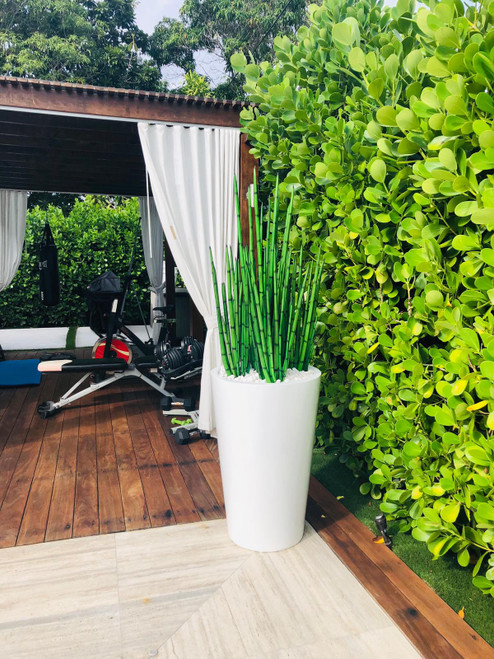 Snake grass (4 ft) with Belle L