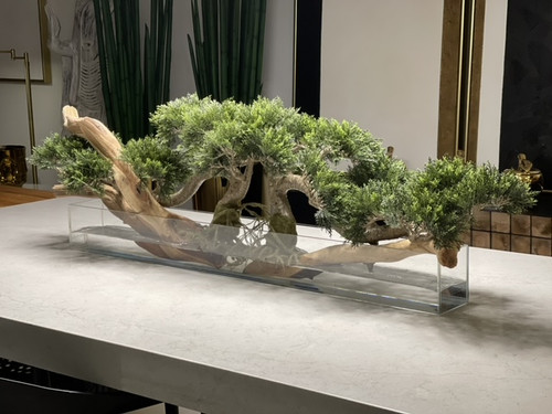 Trailing Cedar Bonsai on 36" Glass Plate Planter 