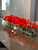 48" Casa Moderna glass plate planter with red Cymbidiums