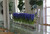 48" Casa Moderna glass plate planter with blue hyacinths