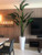 9 ft Bird of Paradise with Large Dax  Planter in Glossy White