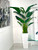 9 ft Bird of Paradise with Medium Beau Planter in Glossy White