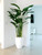 7 ft Bird of Paradise with Ben Planter in Glossy White 