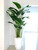 7 ft Bird of Paradise with Ben Planter in Glossy White 