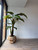Oversized Teak Bowl with Alocacia Plant