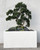 Rock embedded Bonsai with Block M Planter