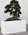 Rock embedded Bonsai with Block M Planter