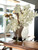 16″ Moon Vase with White Vanda Orchids