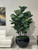 Black Terragona Planter with Fiddle Leaf Tree