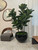 Black Terragona Planter with Fiddle Leaf Tree