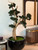 Trailing Bonsai in Glossy Black Terragona Planter
