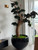 Trailing Bonsai in Glossy Black Terragona Planter