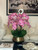 Light Pink Phalaenopsis Orchids Floral Arrangement in Medium Gold Planter