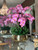 Light Pink Phalaenopsis Orchids Floral Arrangement in Medium Gold Planter