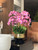 Light Pink Phalaenopsis Orchids Floral Arrangement in Medium Gold Planter