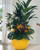 Tropical Mix Plants in Yellow Globe Planter