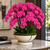Orchid Arrangement in Ceramic Themis Bowl