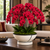 Orchid Arrangement in Ceramic Themis Bowl