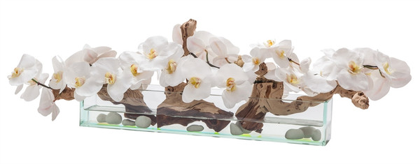 24" Casa Moderna Glass Plate Planter with white orchids