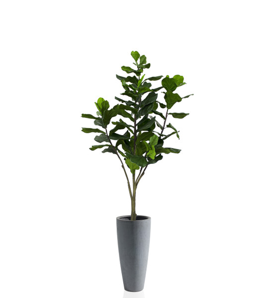 Fiddle leaf tree with Ashton Fiberstone Gray Planter