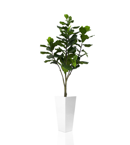 Fiddle Leaf Tree with Beau Glossy White Fiberglass Planter