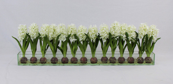48" Casa Moderna glass plate planter with white hyacinths