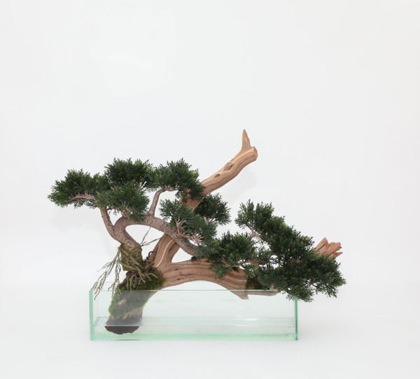 Trailing Cedar Bonsai on Glass Plate Planter 