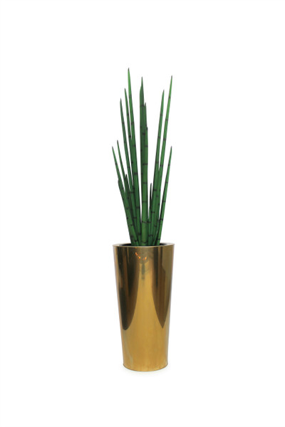 Pure Gold Stainless Steel Tapered Medium Cone with Medium Snake Grass Plant