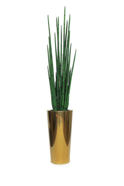 Pure Gold Stainless Steel Tapered Medium Cone with Large Snake Grass Plant