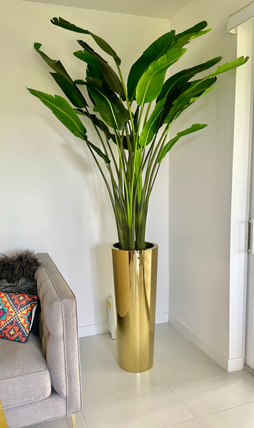 Gold Cone Planter with Bird of Paradise (7')