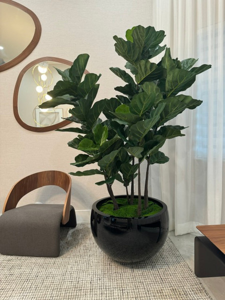 Black Terragona Planter with Fiddle Leaf Tree