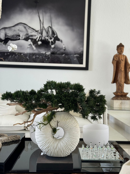 Medium Eternity Vase with Trailing Bonsai Tree and Driftwood
