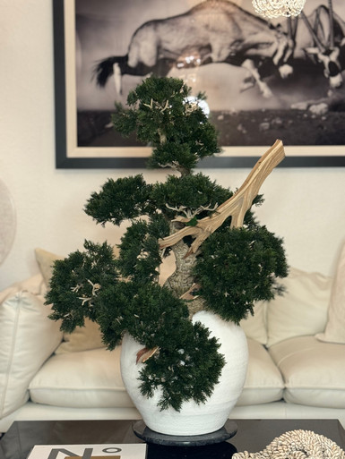 fiddle leaf fig where to buy Fiddle Leaf Fig 14 inch