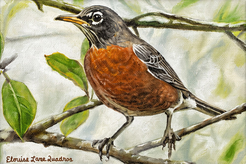 "Original 5x7 oil on canvas painting of an American Robin with a rich orange breast perched on a branch, painted by Elouise Lane Quadros for Go Native Gallery."