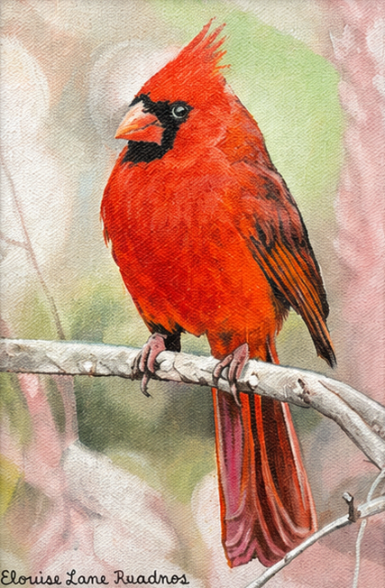 "Crimson Cardinal" - 5" x7" Oil on Canvas
