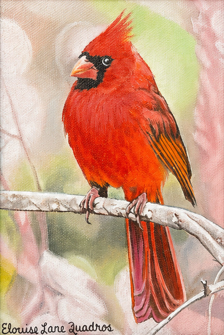 "Original 5x7 oil on canvas painting of a brilliant red male Northern Cardinal perched on a gray winter branch, painted by Elouise Lane Quadros for Go Native Gallery."
