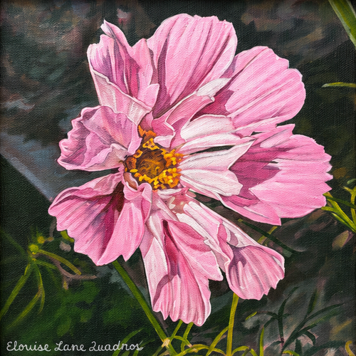 "Pink Cosmos" - 8" x 8" Oil on Canvas