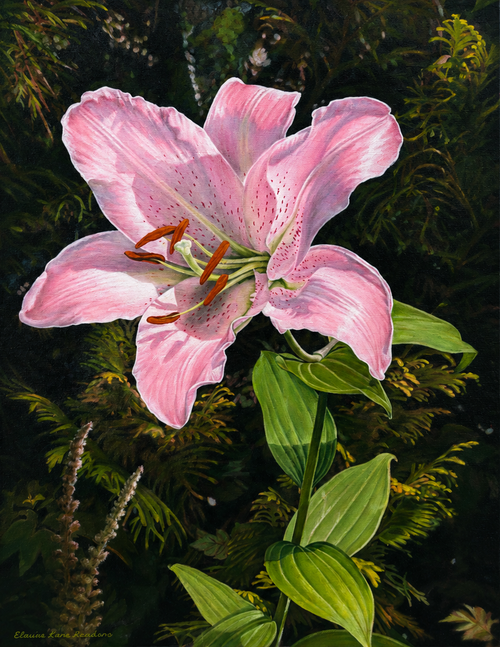 "Pink Lady" - 18" x 24" Oil on Canvas