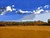 Horizontal impressionist oil landscape painting of a flat yellow field under a bright blue and white cloudy sky by Dan Harkins.